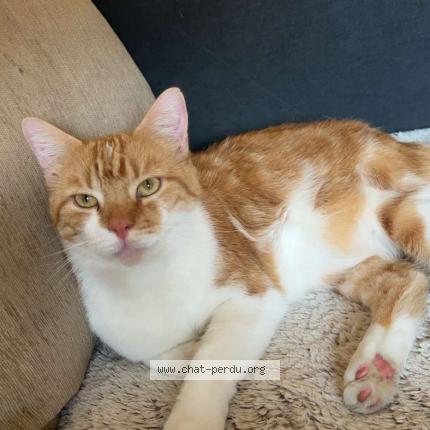 Photo de chat perdu à Le Havre