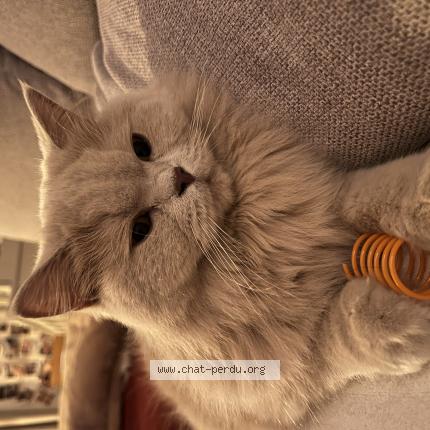 Photo de chat perdu à Villeneuve Tolosane
