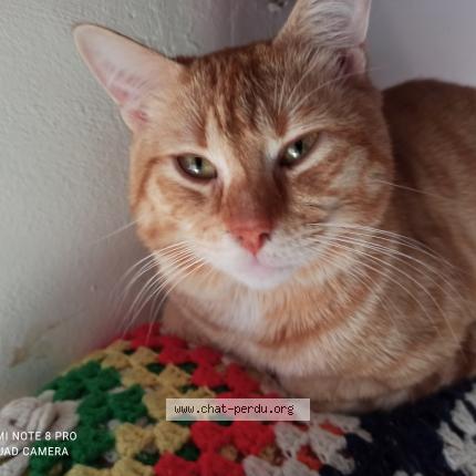 Photo 1/1 Freddie Chat perdu à Grenay