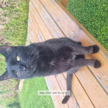 Photo 1/1 Chat retrouvé Perdu à Meroux Moval
