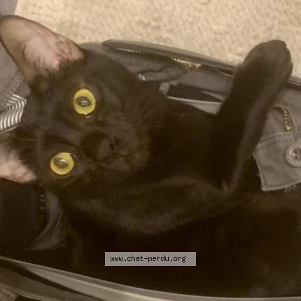 Photo de chat perdu à Paris