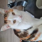 Photo de chat perdu à Le Mans