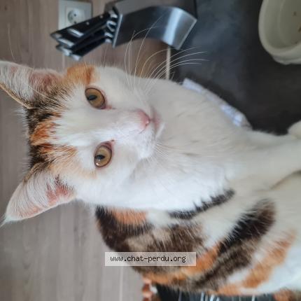 Photo 1/1 Chat retrouvé Perdu à Le mans