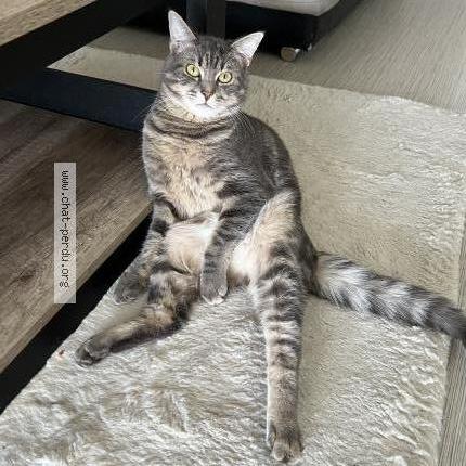 Photo 2/2 Chat retrouvé Perdu à Strasbourg