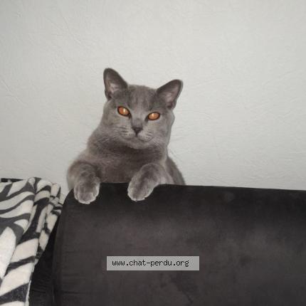 Photo 1/1 Chat retrouvé Perdu à Angers