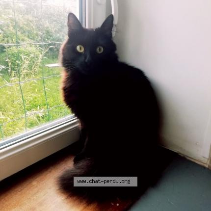 Photo de chat perdu à Bergues