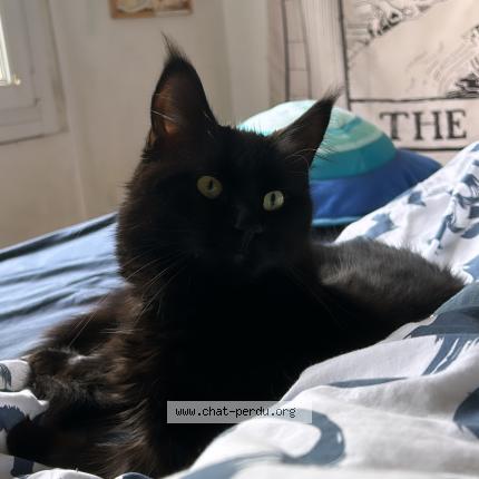 Photo de chat perdu à Tinqueux