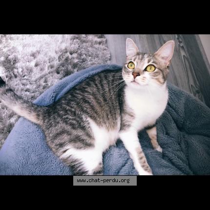 Photo de chat perdu à Saint Nabord