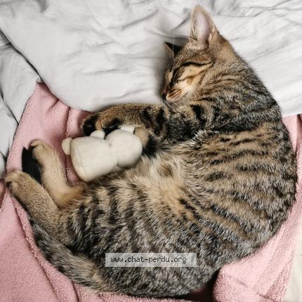Photo de chat perdu à Sezanne