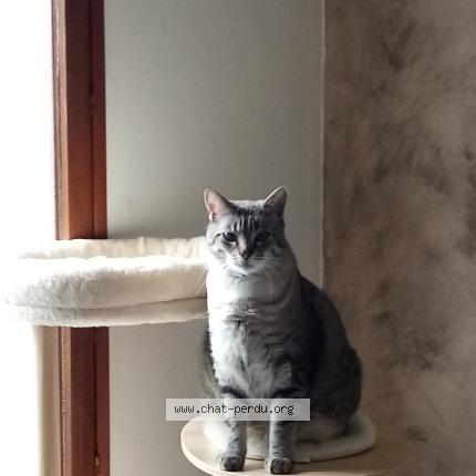 Photo de chat perdu à Tourcoing