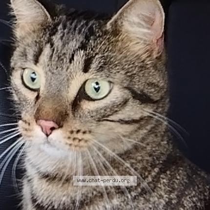 Photo de chat perdu à Brunoy