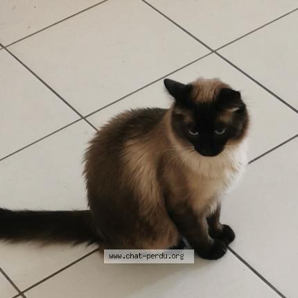 Photo 1/1 Chat retrouvé Perdu à Toulouse