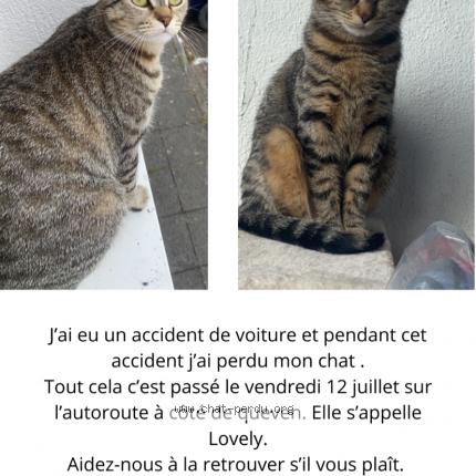 Amazon.fr - La première fois que j'ai perdu mon chat - Le