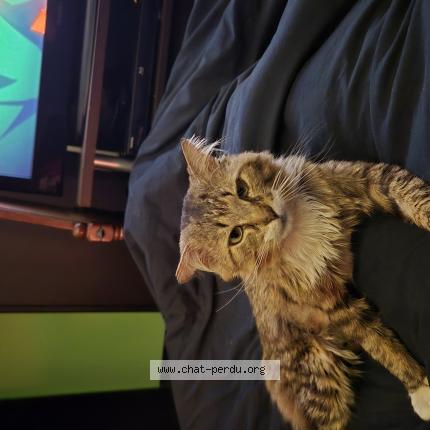 Photo de chat perdu à Clermont Ferrand
