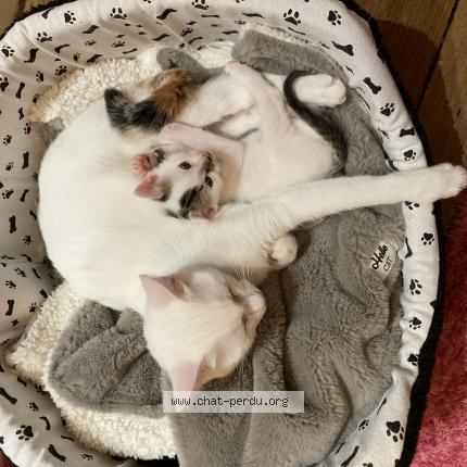 Photo de chat perdu à Brive La Gaillarde