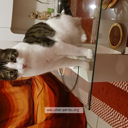 Photo de chat perdu à Lons Le Saunier