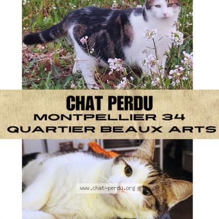 Photo de chat perdu à Montpellier