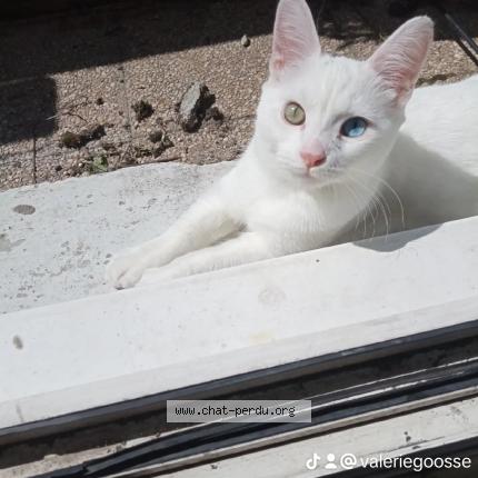 Photo de chat perdu à Paris