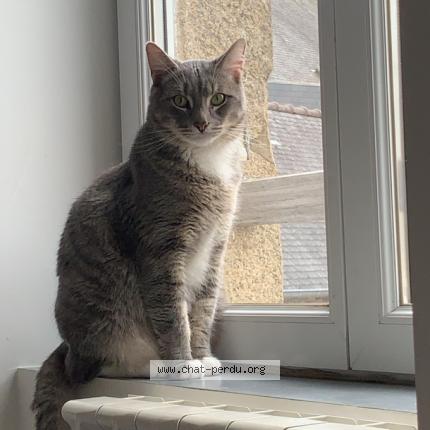 Photo de chat perdu à Ploeuc Sur Lie