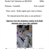 Photo de chat perdu à Longvic