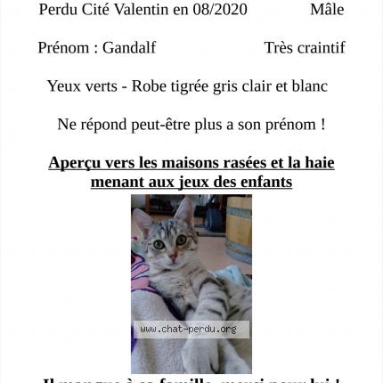 Photo 1/2 GANDALF Chat perdu à Longvic