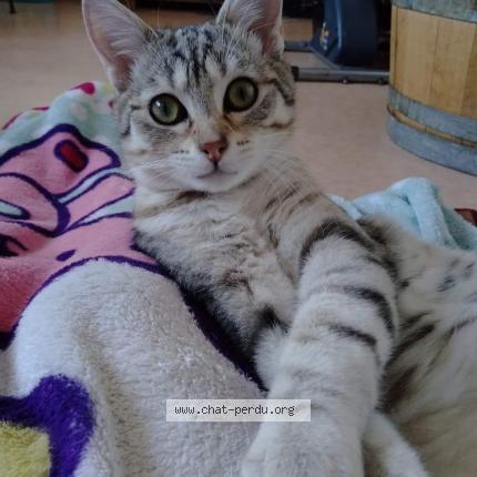 Photo 2/2 GANDALF Chat perdu à Longvic