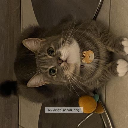 Photo 1/1 Chat retrouvé Perdu à Bourges