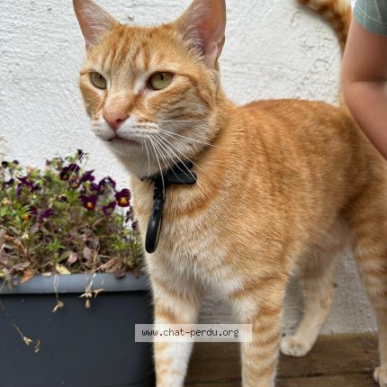 Photo 1/1 Chat retrouvé Perdu à Dijon