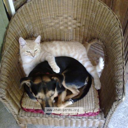 Photo 1/1 Chat retrouvé Perdu à Herisson