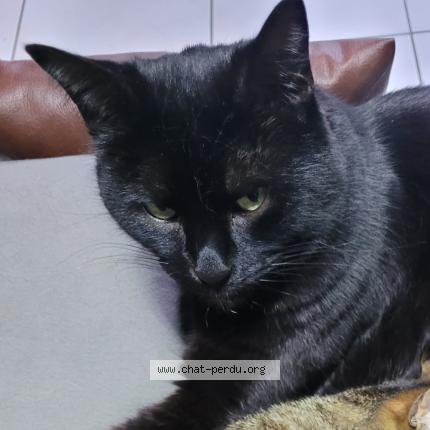 Photo de chat perdu à Neuilly Sur Marne