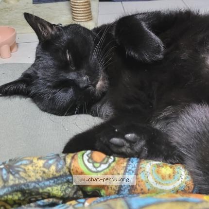 Photo 2/2 Chat retrouvé Perdu à Neuilly Sur Marne