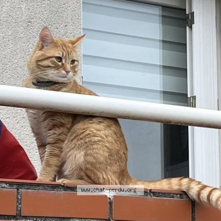 Photo 1/1 Chat retrouvé Perdu à Orleans