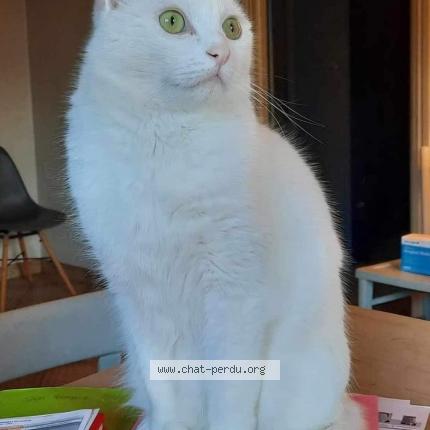 Photo 1/1 Chat retrouvé Perdu à Epinay Sur Orge