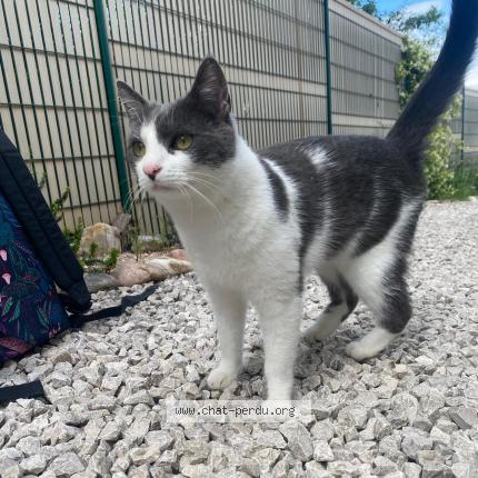 Photo de chat perdu à Valflaunes