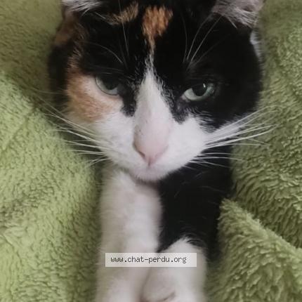 Photo de chat perdu à Viry Chatillon