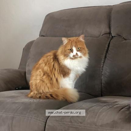 Photo de chat perdu à Champvans Les Moulins