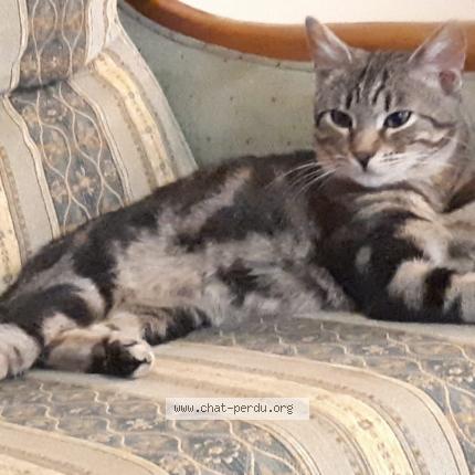 Photo de chat perdu à Schiltigheim