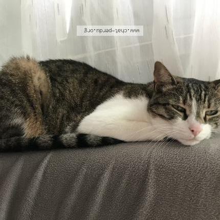 Photo de chat perdu à Beausoleil
