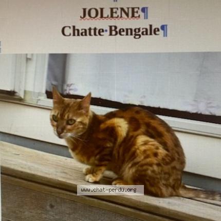 Photo de chat perdu à St Georges Sur Baulche