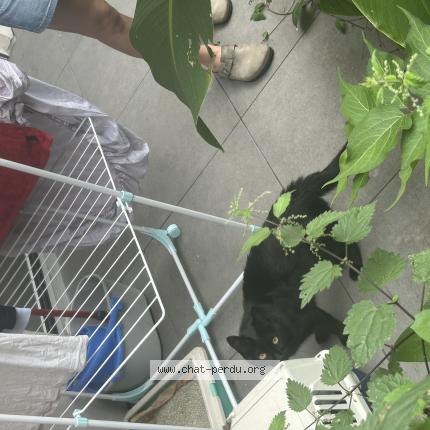 Photo de chat trouvé à Paris