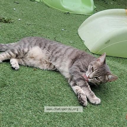 Photo de chat perdu à Nogent Sur Oise