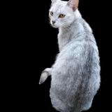 Photo de chat trouvé à Ballon