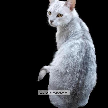 Photo 1/1 Chat retrouvé Trouvé à Ballon