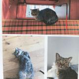 Photo de chat retrouvé à Wusterwitz