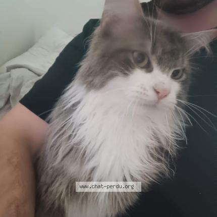 Photo 1/1 Chat retrouvé Perdu à Jaulzy