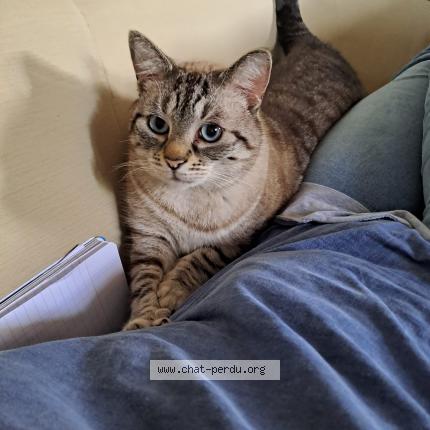 Photo de chat perdu à Chartres