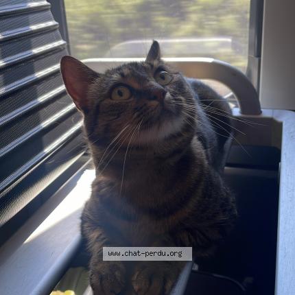 Photo de chat perdu à L Epine