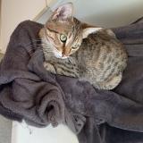 Photo de chat perdu à Aubazine