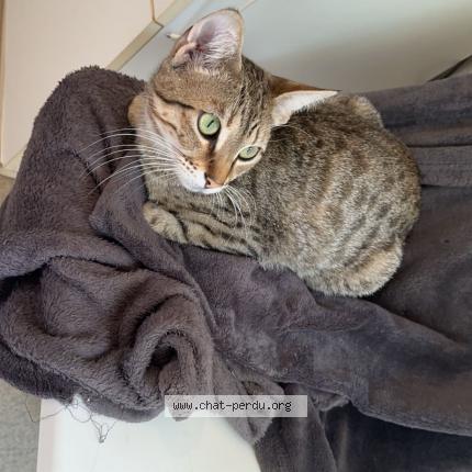 Photo 1/1 Simba Chat perdu à Aubazine