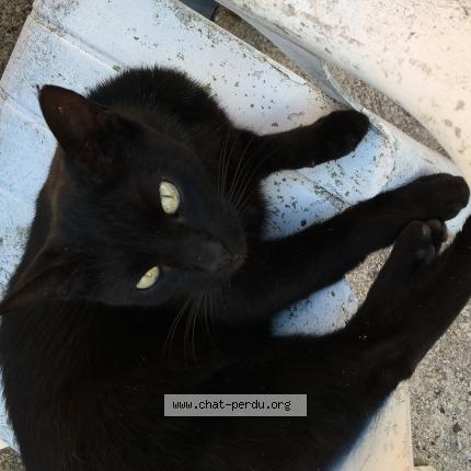 Photo 1/1 Merlin Chat perdu à Laberliere